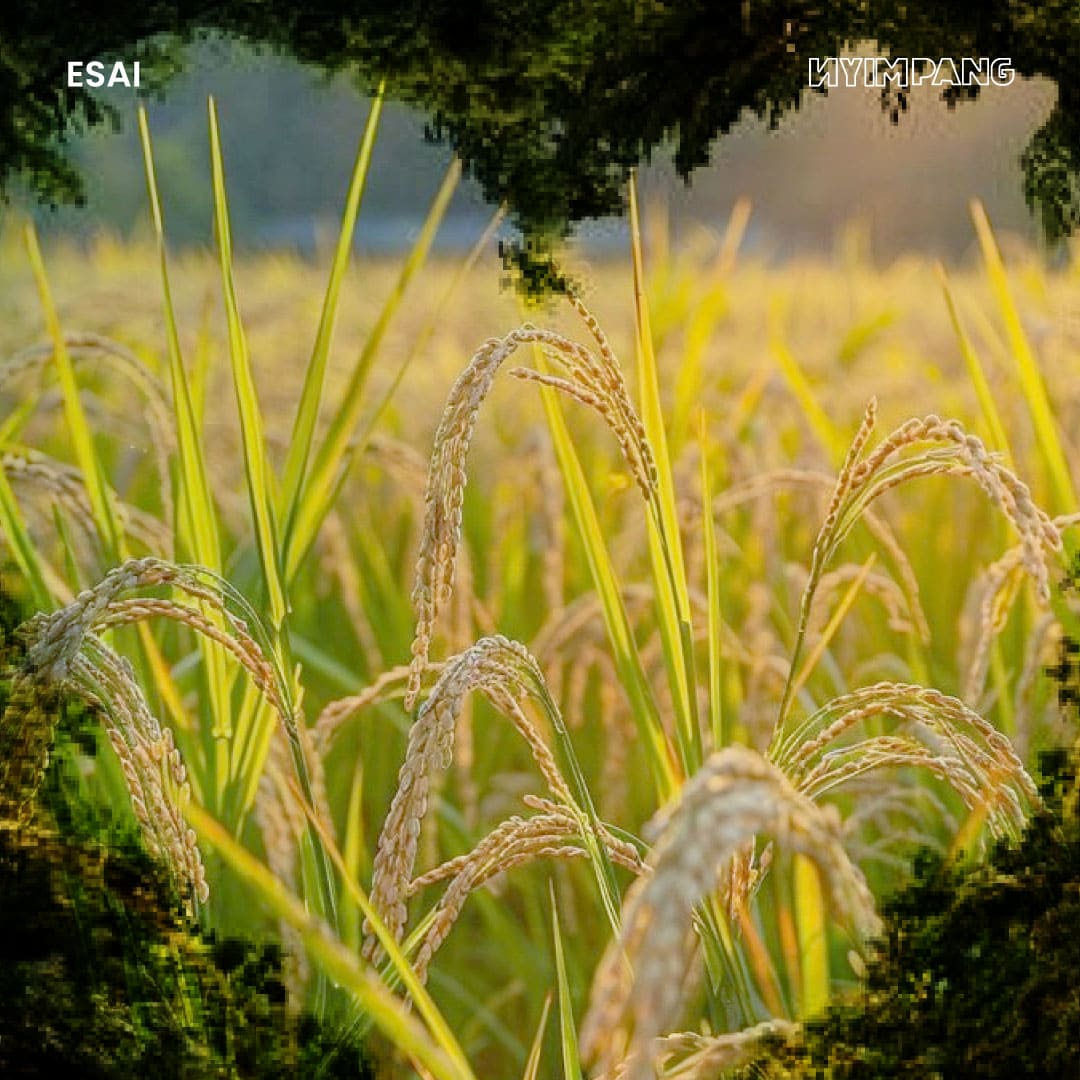 Memaknai Hari Tani dan Kembali Menapaki Sawah-Sawah Basah Karawang