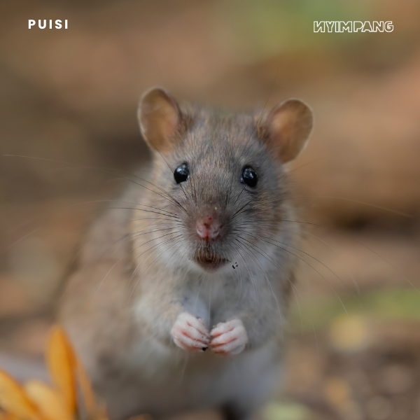 Dicium Tikus