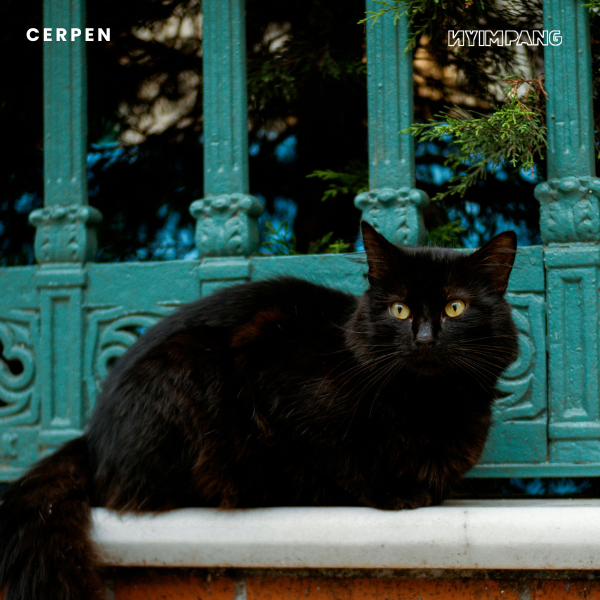 Pulang, Kucing Hitam, dan Sang Peramal