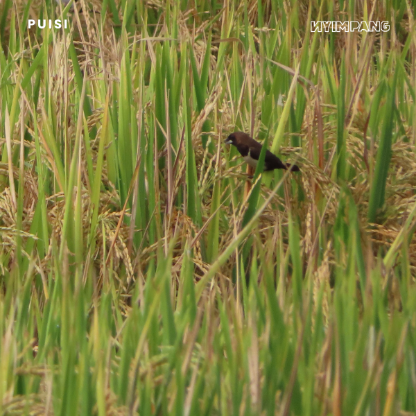 Burung Emprit Nyanyi di Daun Padi
