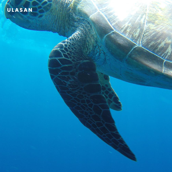Alasan Laut Bercerita Sudah Tak Relevan Menurut Saya