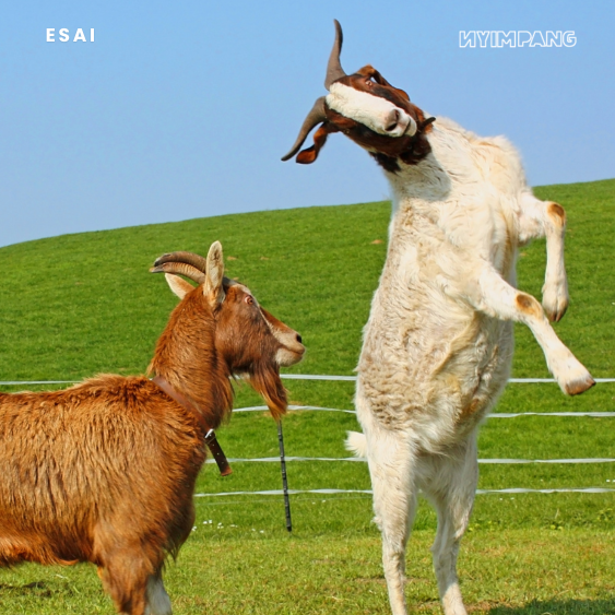 Bismillah, menjadi Gen Z. Z-nya Zuragan Kambing dan Sapi