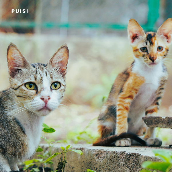 Puisi Orang-Orang Kalah
