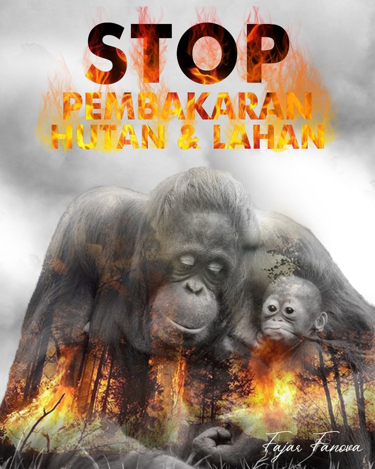 Ketika Hewan Menuntut Keadilan
